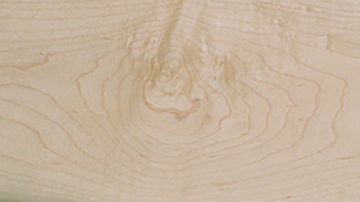 Sample of Maple