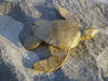 Biodegradable Paper Turtle - Mini