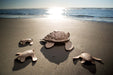 Paper Turtle on the beach with 3 small turtles